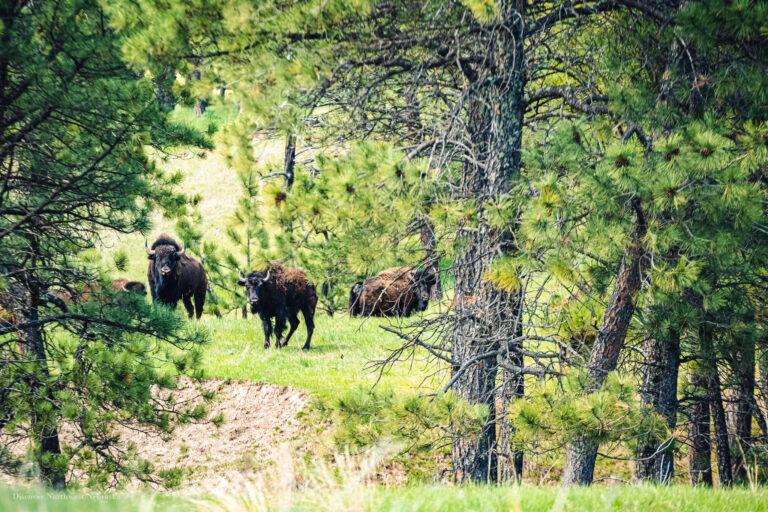 Bison and pine trees
