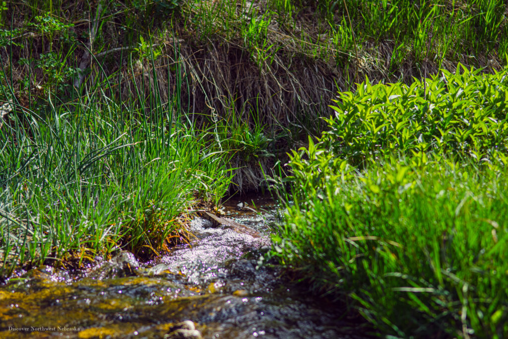 Creek and grass