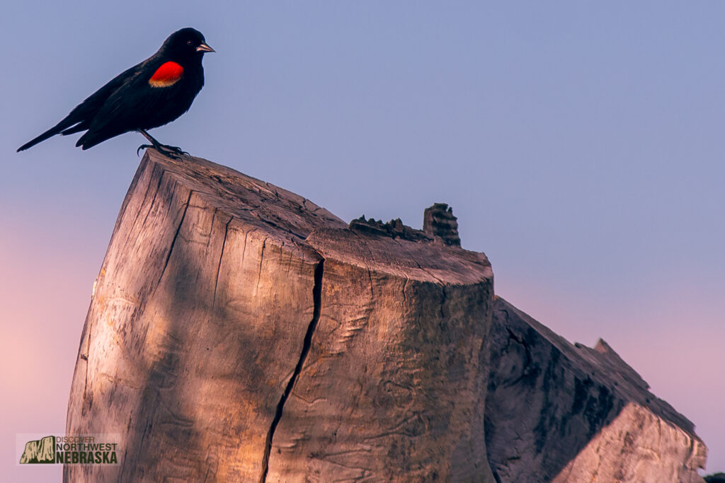 Red-winged blackbird on tree stump
