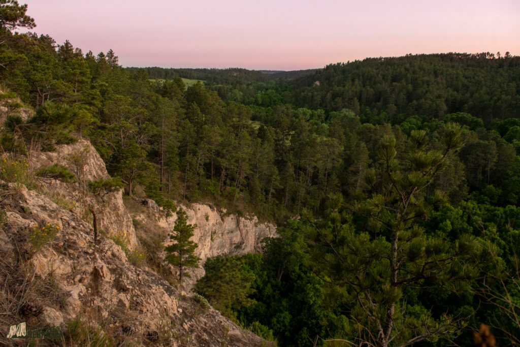 Nebraska National Forest pine trees
