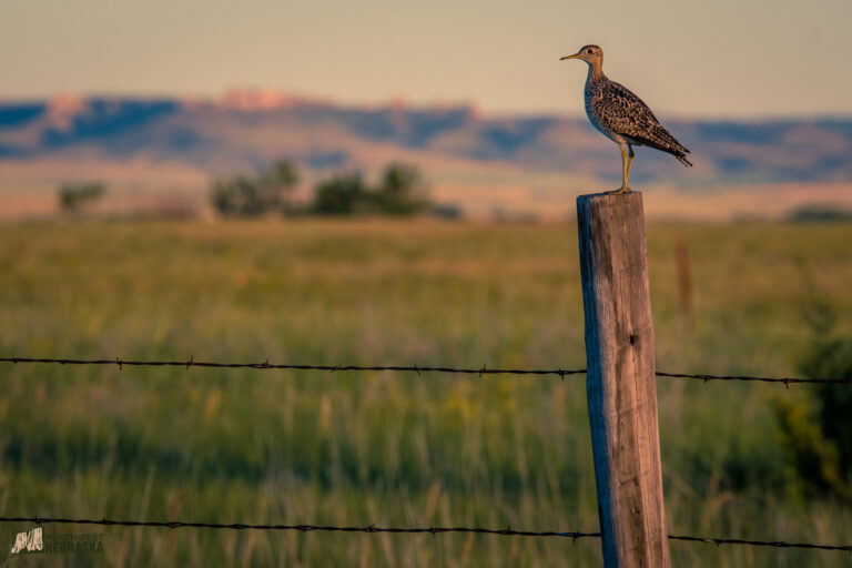 Bird on fence post