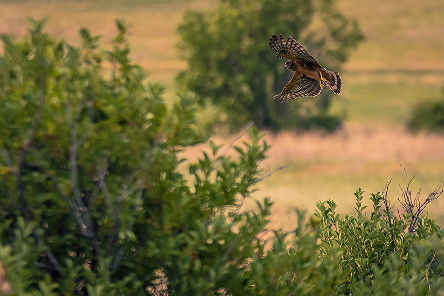 Hawk flying toward tree