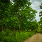 Country road lined with trees