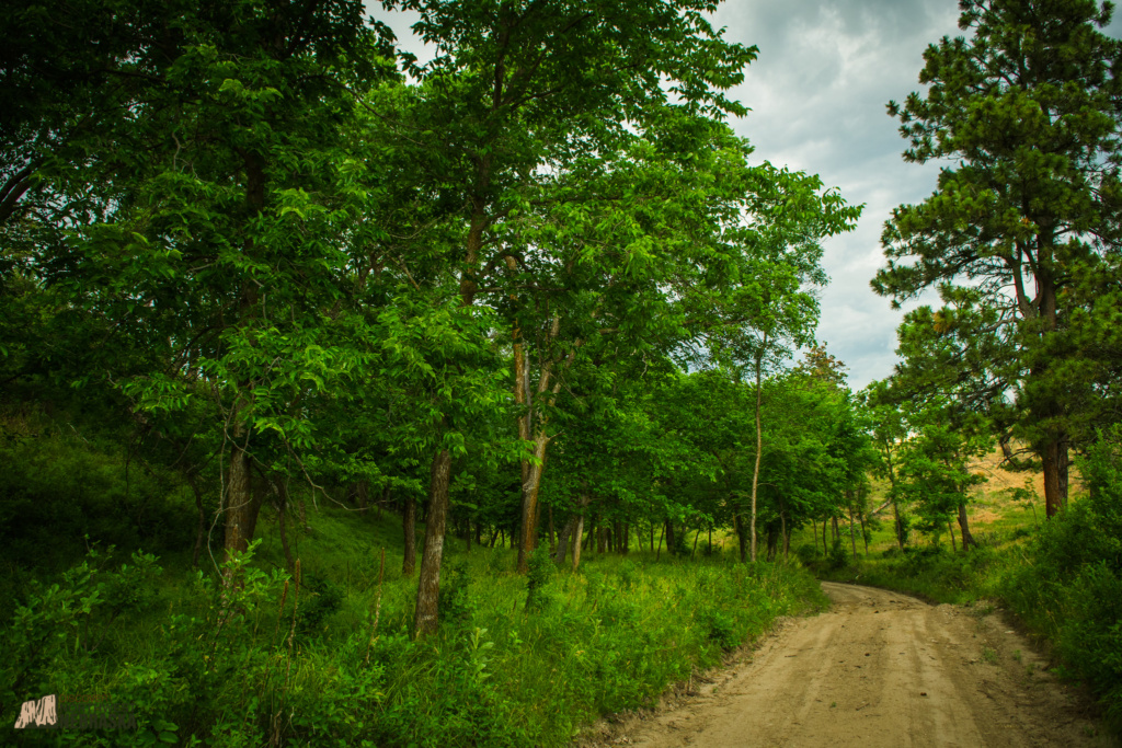 County road lined with trees