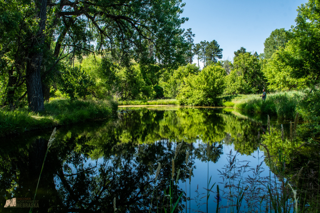 Pond and trees