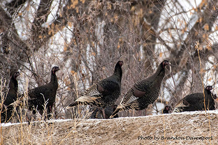 Merriam Turkey