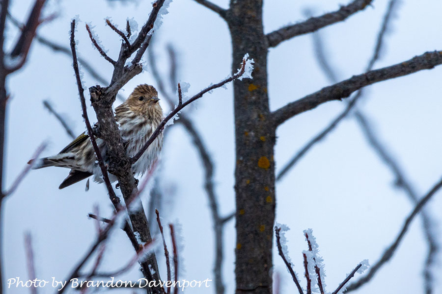 Bird on tree branch