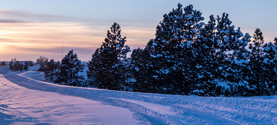 Snow covered trail and pine trees