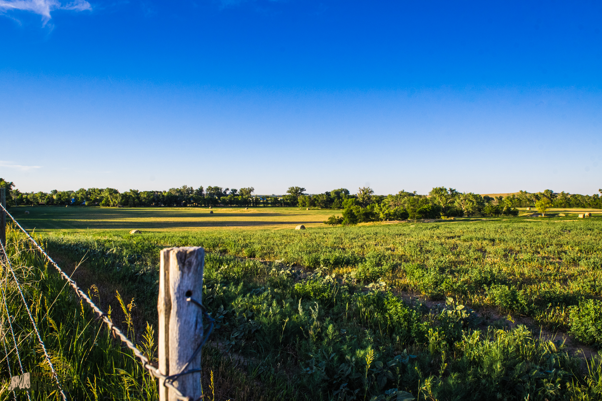Hay field and trees