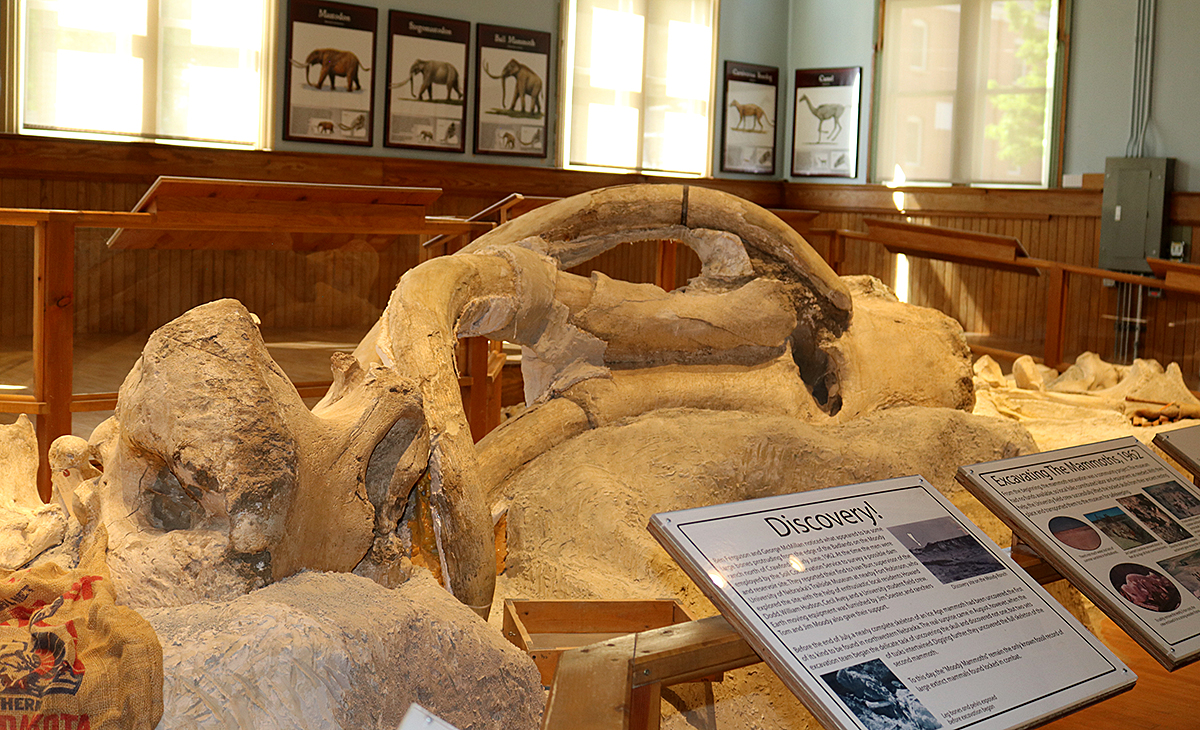 Fossils of extinct mammoths