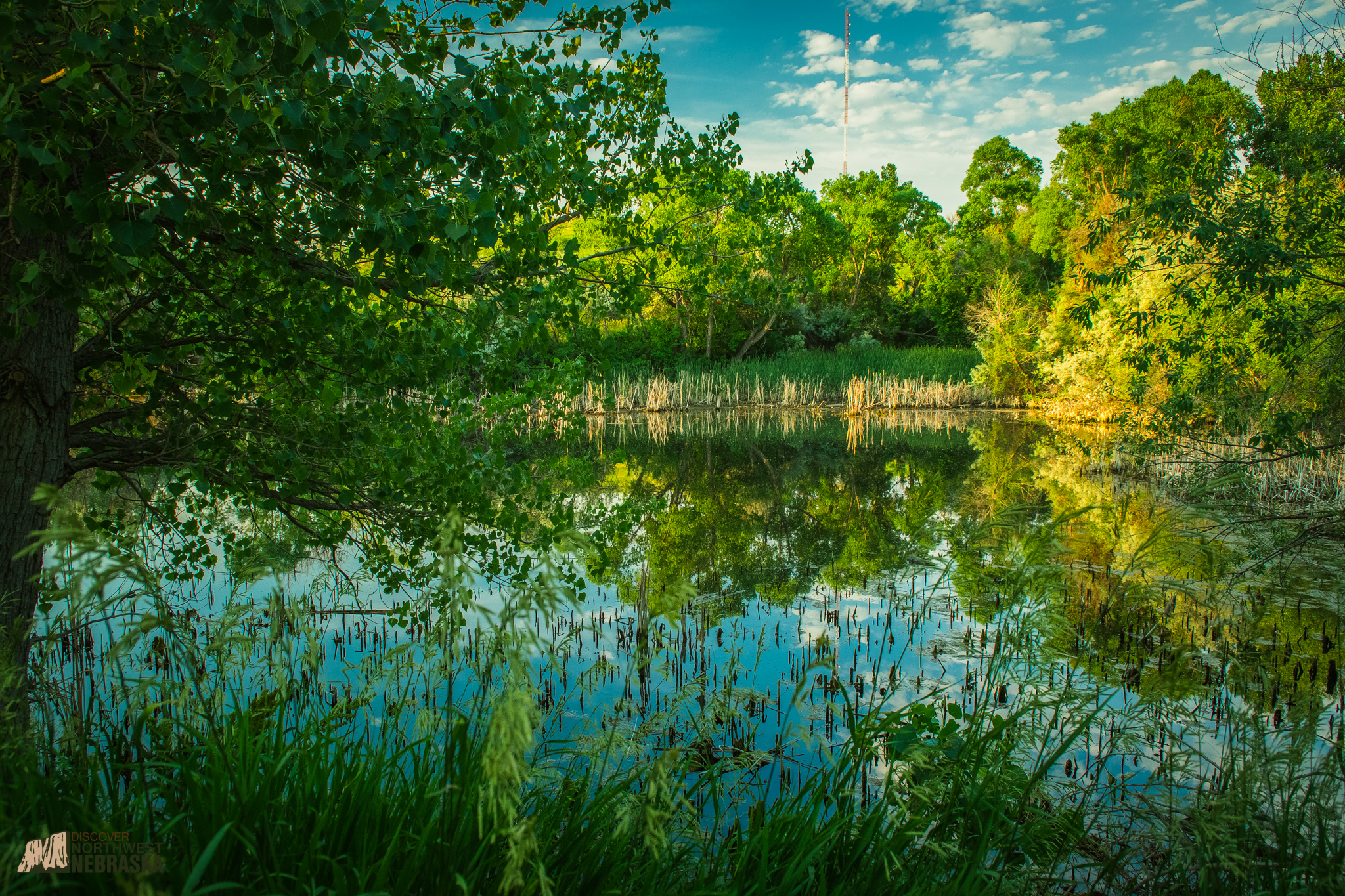 Pond and trees