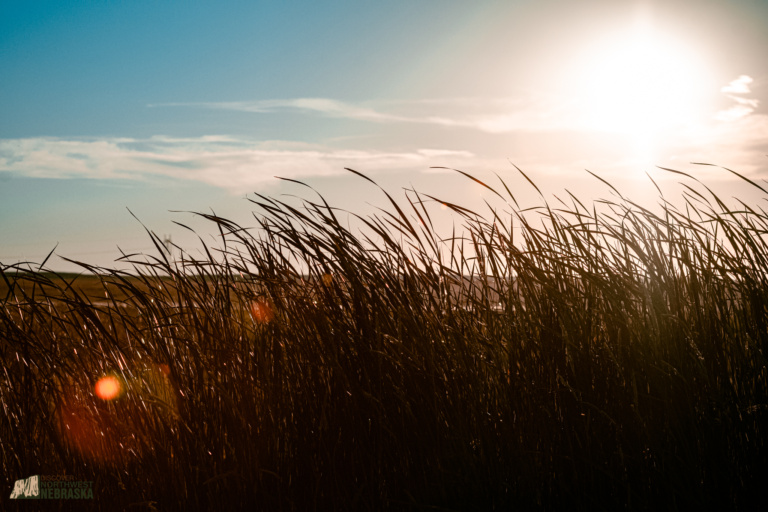 Wheat field at sunset