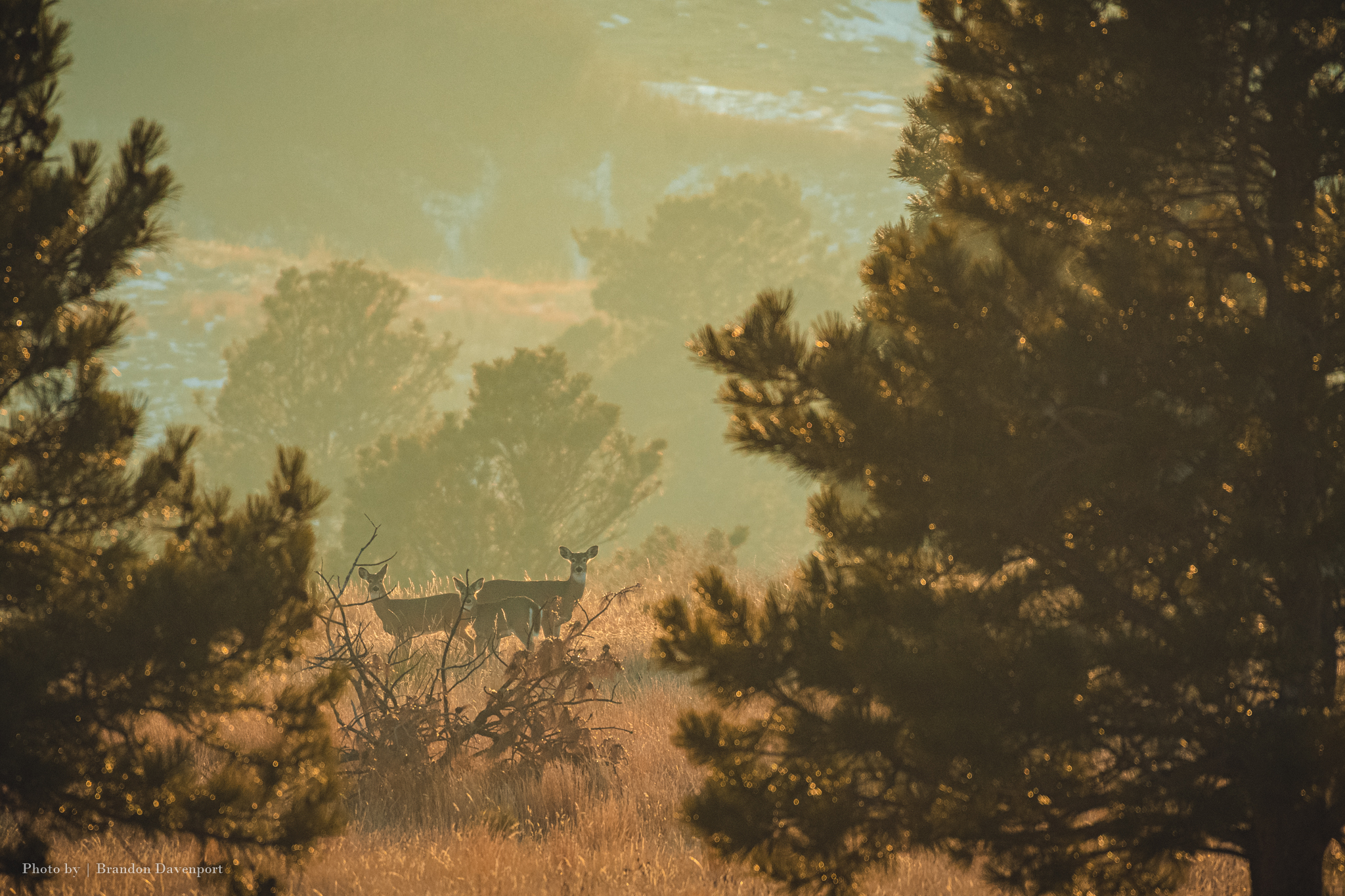 Deer hiding in pine trees