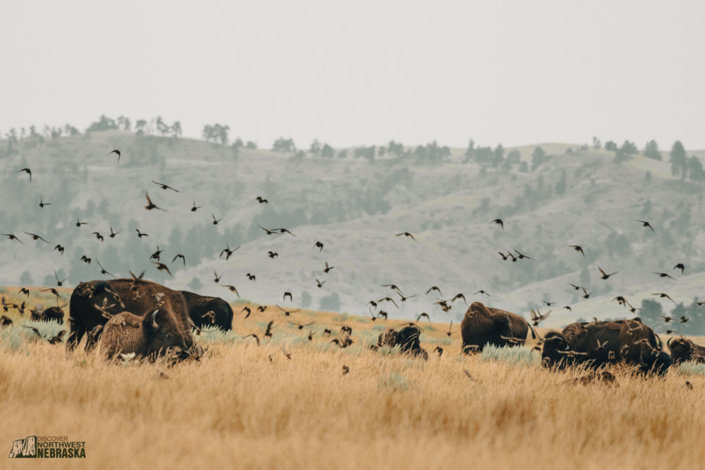 Bison and birds