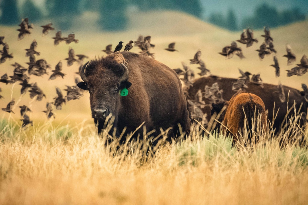 Bison and Birds