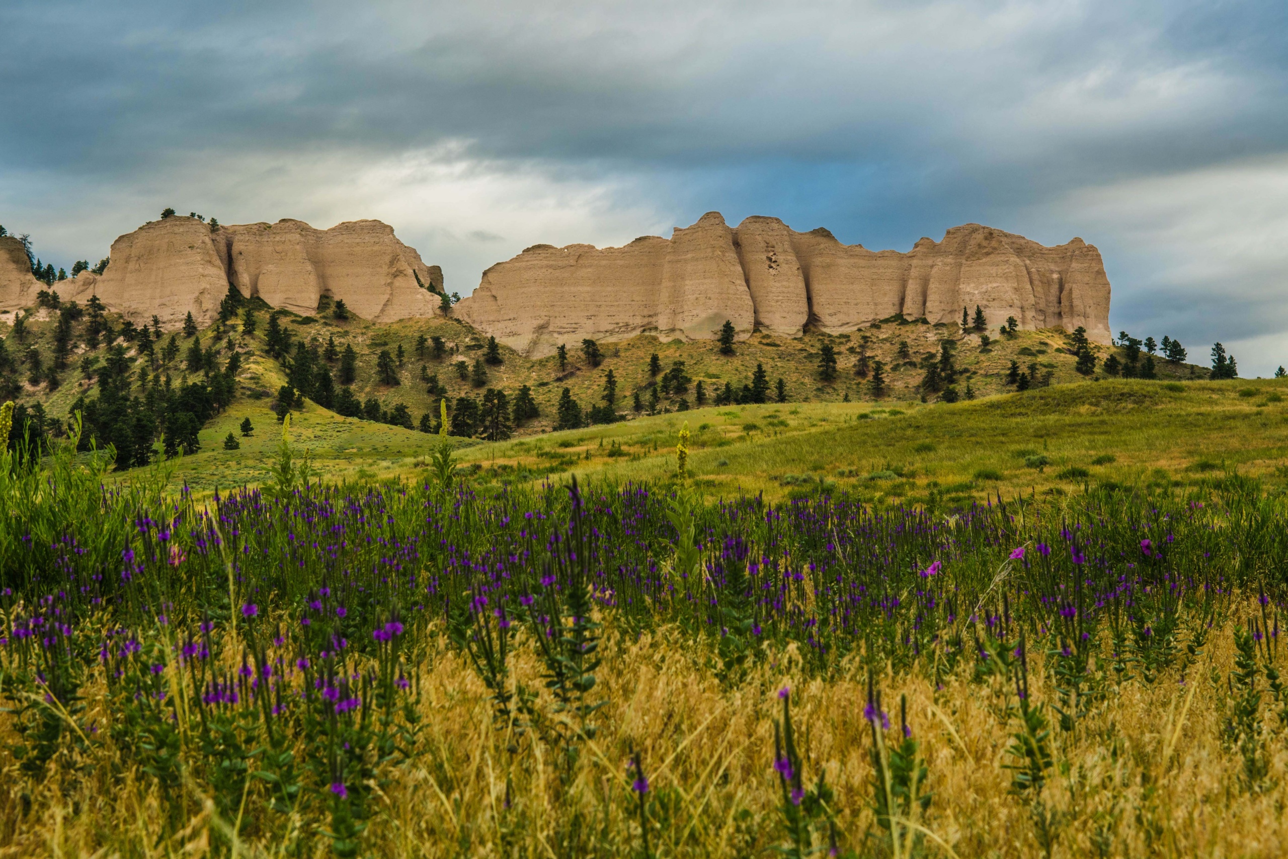 Buttes and flowers