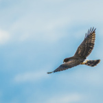 Hawk