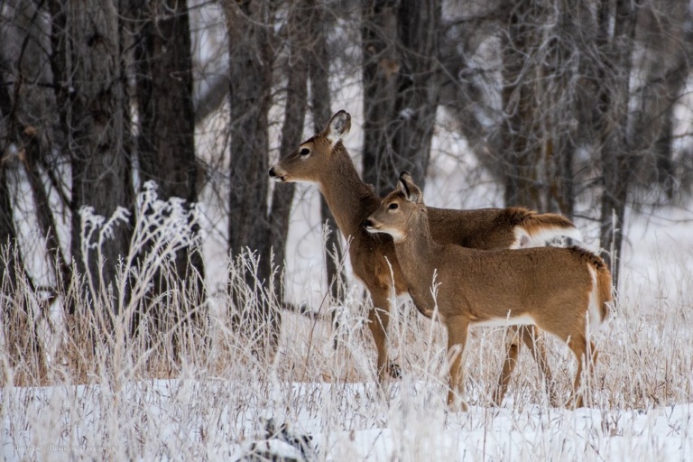 Deer