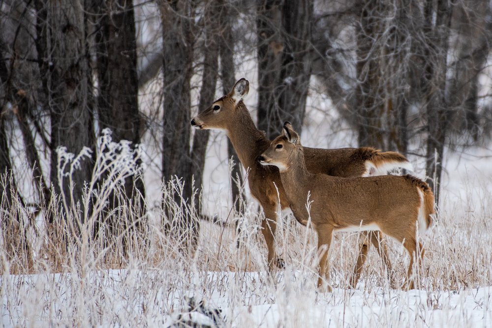 Deer
