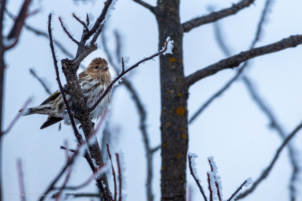 Bird on a tree branch