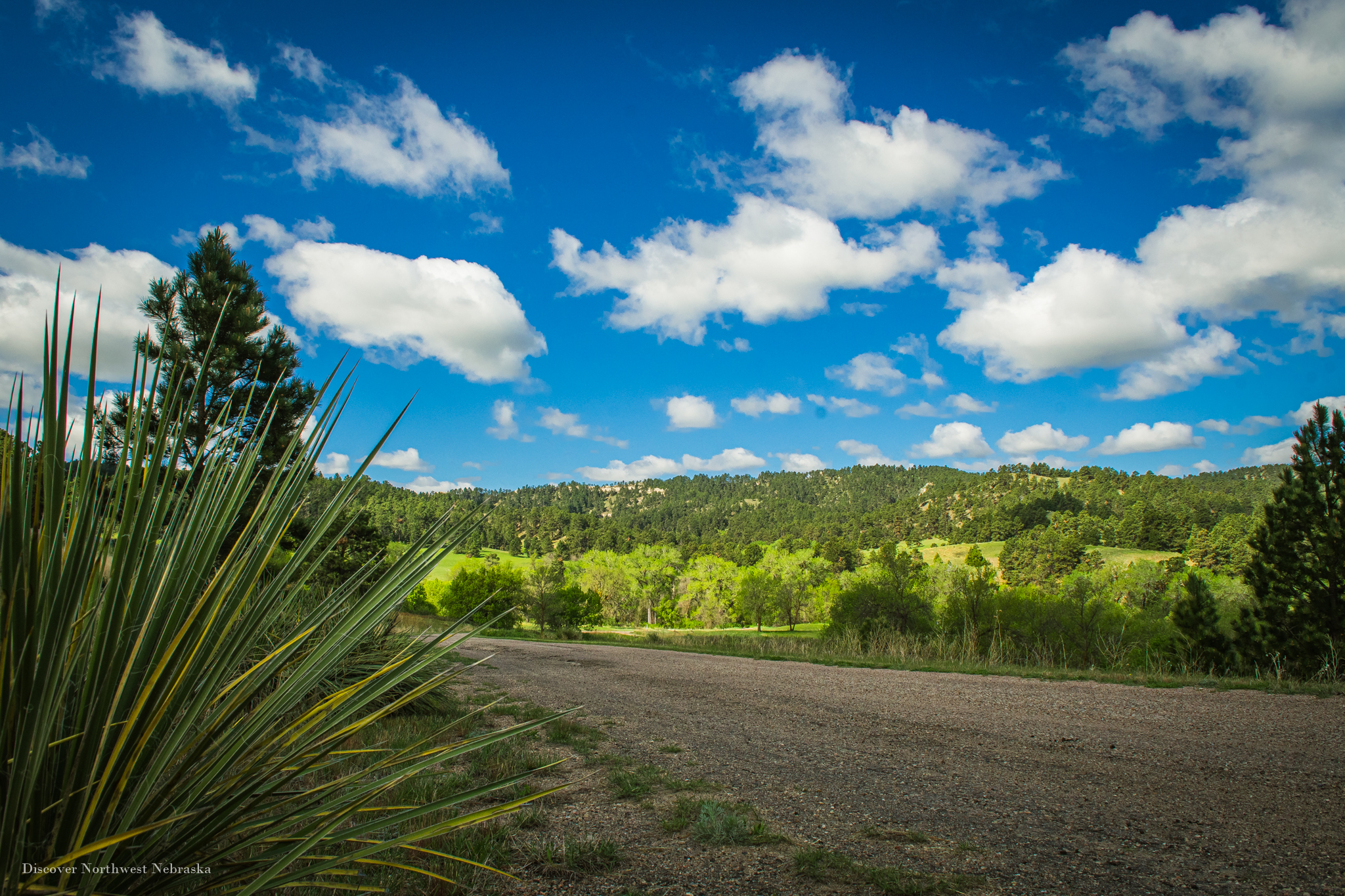 Pine tree covered hills in Sioux County