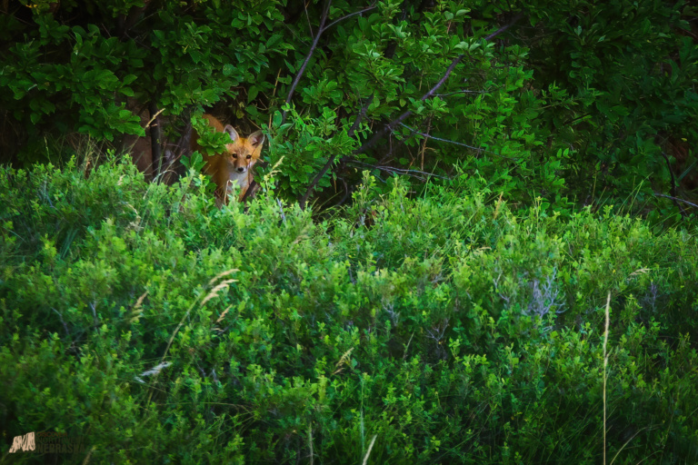 Fox