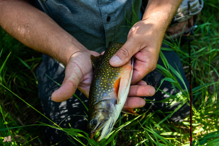 Fish