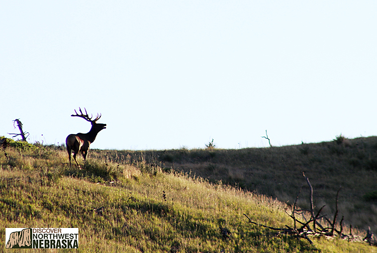 Elk