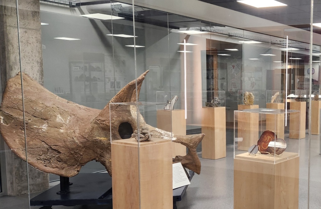 Fossils at the Eleanor Barbour Cook Museum of Geology at Chadron State College