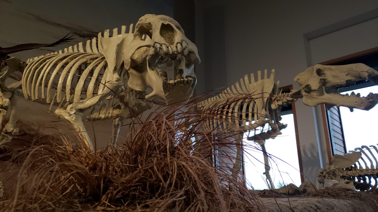 Skeletons of prehistoric mammals