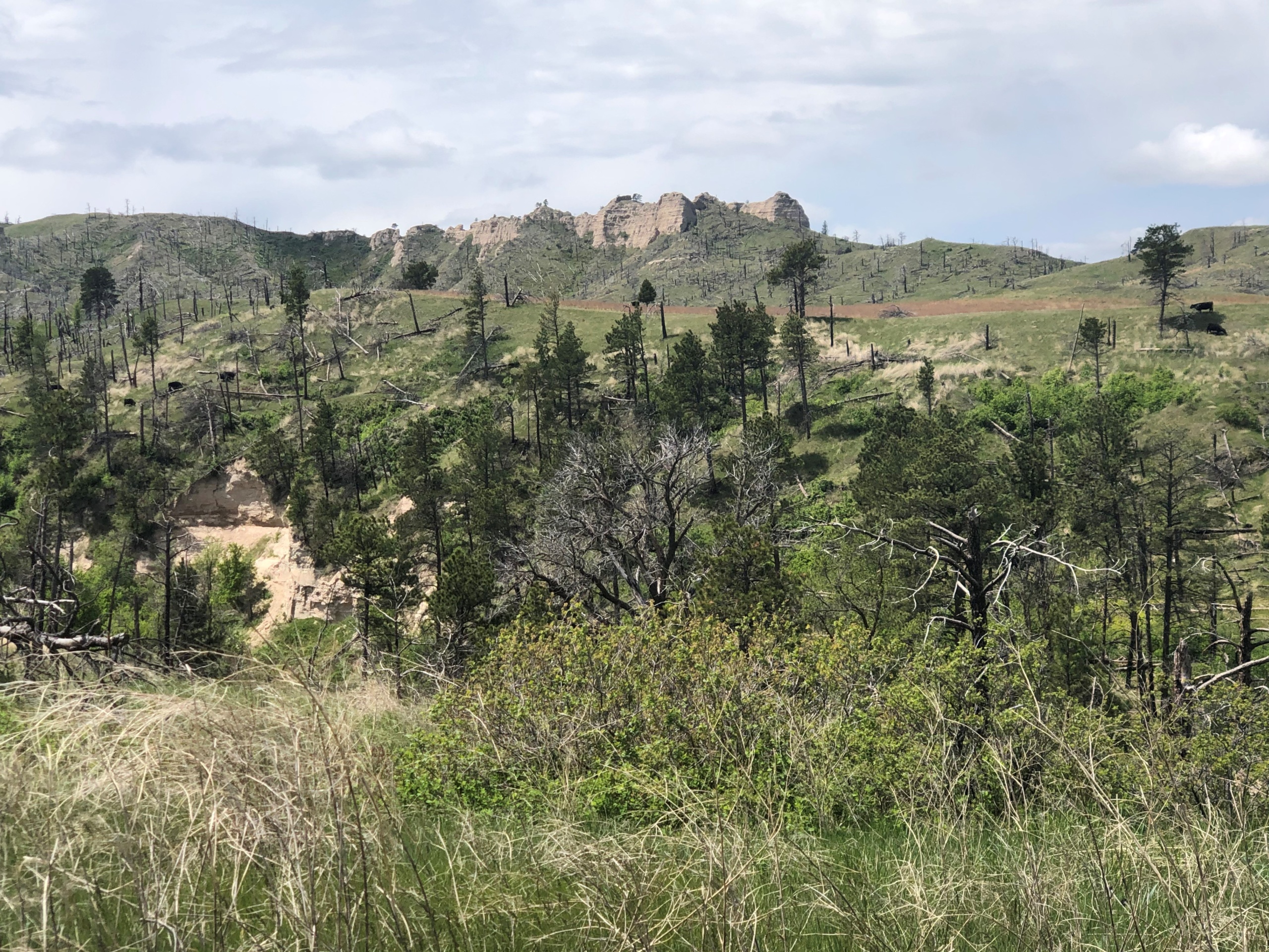 Grass and tree covered hills with buttes in the background