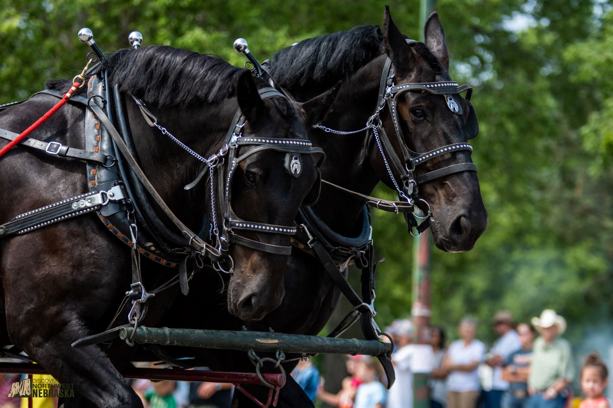 Two black draft horses in harnesses walk down a street in a parade