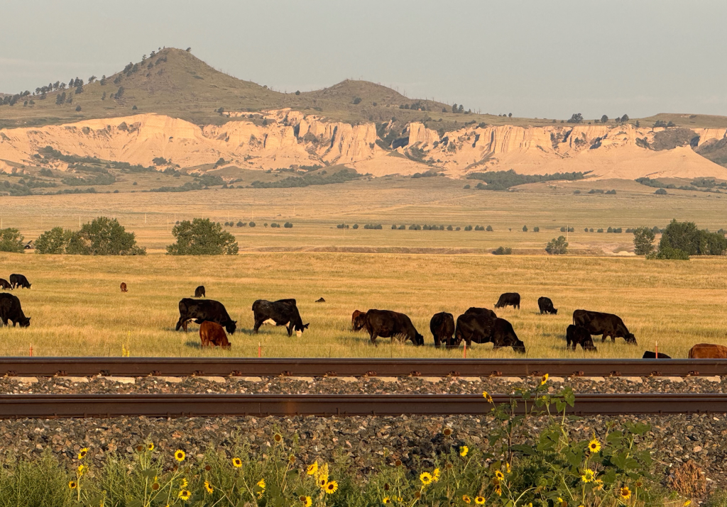 cows grazing in front of the buttes