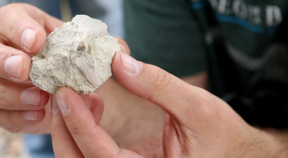 A close up of a pair of hands holding a rock with pieces of fossil embedded in it.
