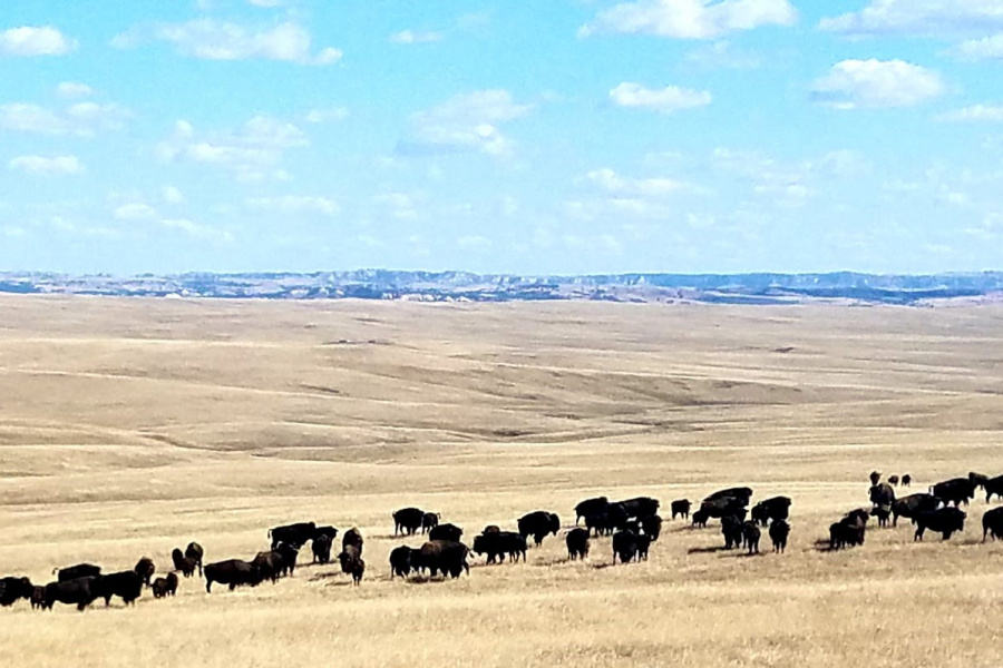 Bison